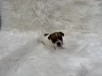 UKC Brody, a male Jack Russell Terrier for sale in Benton, IL – 1 of 5