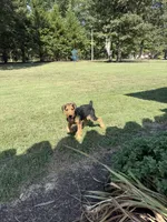 AKC  Frankenstein , a male Airedale Terrier for sale in Benton, IL – 4 of 4
