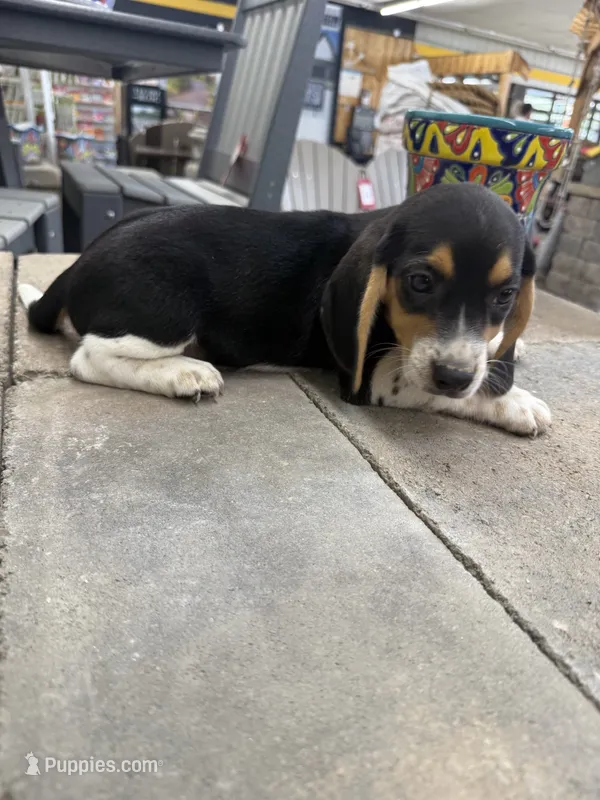 Sparky – Beagle puppy for sale in Benton, IL