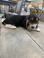 Sparky, a male Beagle for sale in Benton, IL – 1 of 5