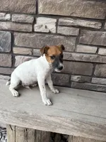UKC Zane , a male Jack Russell Terrier for sale in Benton, IL – 2 of 8