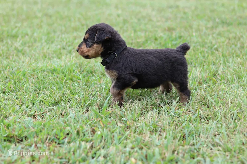 AKC Tootsie – Airedale Terrier puppy for sale in Benton, IL