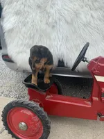 AKC Zander Special Needs, a male Airedale Terrier for sale in Benton, IL – 4 of 4