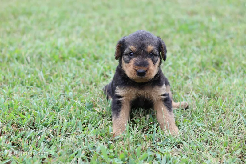 AKC Taffy – Airedale Terrier puppy for sale in Benton, IL