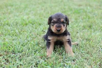 AKC Taffy, a female Airedale Terrier for sale in Benton, IL – 1 of 3