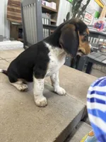 Sophie , a female Beagle for sale in Benton, IL – 2 of 4