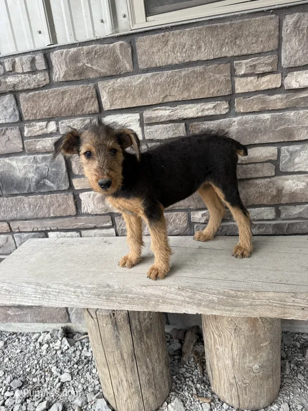 AKC Tootsie – Airedale Terrier puppy for sale in Benton, IL