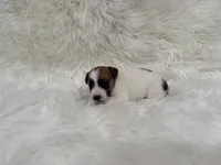 UKC Cosmo , a male Jack Russell Terrier for sale in Benton, IL – 5 of 5