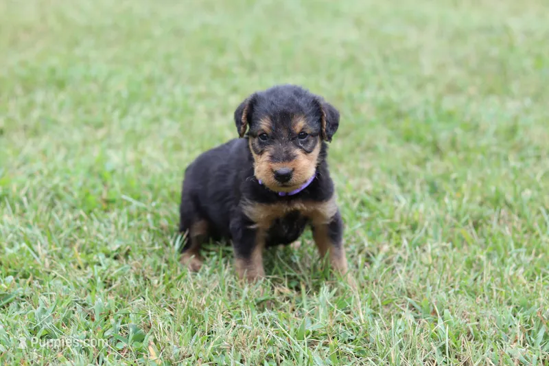 AKC Zander – Airedale Terrier puppy for sale in Benton, IL