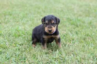 AKC Zander, a male Airedale Terrier for sale in Benton, IL – 1 of 4