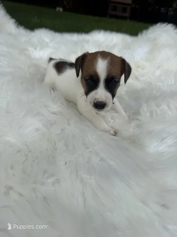 UKC Cosmo  – Jack Russell Terrier puppy for sale in Benton, IL