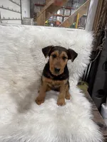 AKC Samantha, a female Airedale Terrier for sale in Benton, IL – Photo 1 of 7