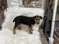 AKC Samantha, a female Airedale Terrier for sale in Benton, IL – Photo 3 of 7