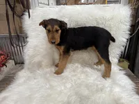 AKC Samantha, a female Airedale Terrier for sale in Benton, IL – Photo 2 of 7