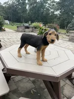 AKC Judd, a male Airedale Terrier for sale in Benton, IL – 5 of 5