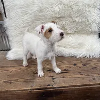 Jrtca Cinderella , a female Jack Russell Terrier for sale in Benton, IL – Photo 4 of 5