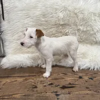 Jrtca Cinderella , a female Jack Russell Terrier for sale in Benton, IL – Photo 5 of 5