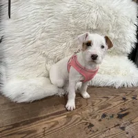 Jrtca Cinderella , a female Jack Russell Terrier for sale in Benton, IL – Photo 2 of 5