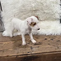 Jrtca Cinderella , a female Jack Russell Terrier for sale in Benton, IL – Photo 3 of 5