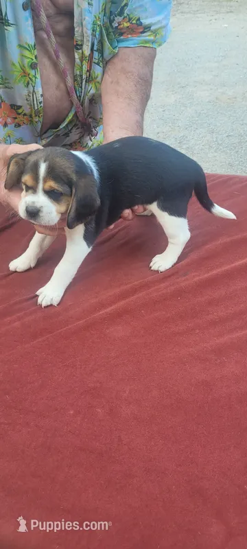 AKC Freedom  – Beagle puppy for sale in Benton, IL