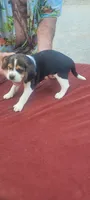 AKC Freedom , a female Beagle for sale in Benton, IL – 1 of 3