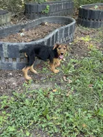 AKC Dolly , a female Airedale Terrier for sale in Benton, IL – 2 of 3