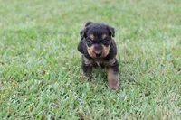 AKC Tootsie, a female Airedale Terrier for sale in Benton, IL – 3 of 4