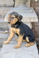 AKC Zoe , a female Airedale Terrier for sale in Benton, IL – 2 of 3