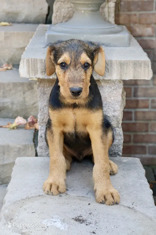 AKC Zander Special Needs – Airedale Terrier puppy for sale in Benton, IL