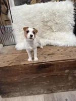 Jrtca Genivive , a female Jack Russell Terrier for sale in Benton, IL – Photo 5 of 7