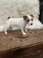 Jrtca Genivive , a female Jack Russell Terrier for sale in Benton, IL – Photo 6 of 7