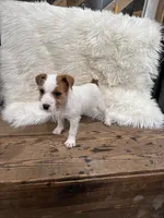 Jrtca Genivive , a female Jack Russell Terrier for sale in Benton, IL – Photo 7 of 7