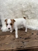 Jrtca Genivive , a female Jack Russell Terrier for sale in Benton, IL – Photo 2 of 7