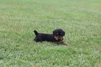 AKC Jimmy, a male Airedale Terrier for sale in Benton, IL – 2 of 4