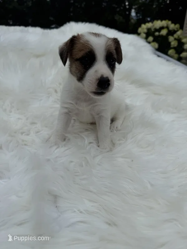 UKC Ziggie  – Jack Russell Terrier puppy for sale in Benton, IL