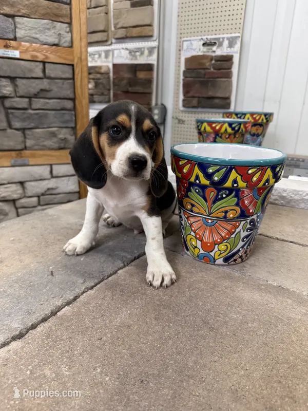 Sean – Beagle puppy for sale in Benton, IL