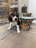 Sean, a male Beagle for sale in Benton, IL – 1 of 4
