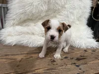 processed/2f51a86d-f991-408b-999f-2e75fbb89263/listing/b5028459-fa09-49e3-bc71-b09dc5fce5ba/4cf2bb29-b9cd-4e48-9f45-379e0db600a7