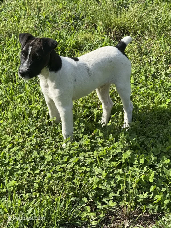 Jrtca Rocky – Jack Russell Terrier puppy for sale in Benton, IL