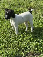Jrtca Rocky, a male Jack Russell Terrier for sale in Benton, IL – 3 of 5