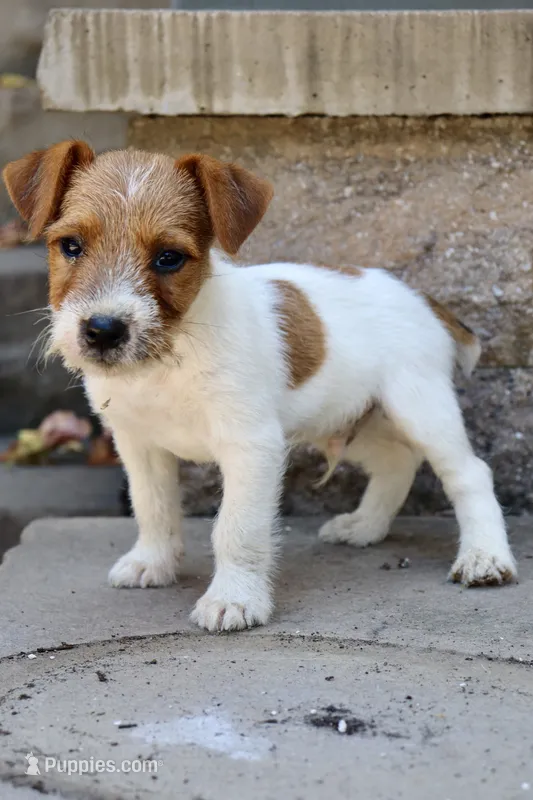 UKC Brody – Jack Russell Terrier puppy for sale in Benton, IL