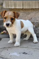 UKC Brody, a male Jack Russell Terrier for sale in Benton, IL – 1 of 4
