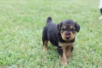 AKC Taffy, a female Airedale Terrier for sale in Benton, IL – 3 of 3
