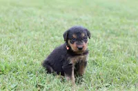 AKC Remmy , a male Airedale Terrier for sale in Benton, IL – 4 of 5