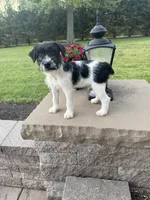 Jrtca Ruger, a male Jack Russell Terrier for sale in Benton, IL – Photo 2 of 4