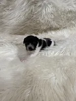 Jrtca Ruger, a male Jack Russell Terrier for sale in Benton, IL – Photo 4 of 5