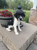 Jrtca Ruger, a male Jack Russell Terrier for sale in Benton, IL – Photo 3 of 4