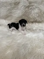 Jrtca Ruger, a male Jack Russell Terrier for sale in Benton, IL – Photo 1 of 5