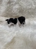 Jrtca Ruger, a male Jack Russell Terrier for sale in Benton, IL – Photo 3 of 5