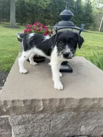 Jrtca Ruger, a male Jack Russell Terrier for sale in Benton, IL – Photo 1 of 4